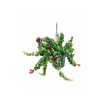 Эсхинантус twister xl hanger Диаметр горшка — 15 см Высота растения — 50 см