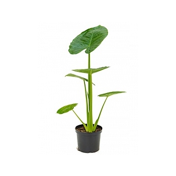 Алоказия  calidora tuft Диаметр горшка — 24 см Высота растения — 85 см