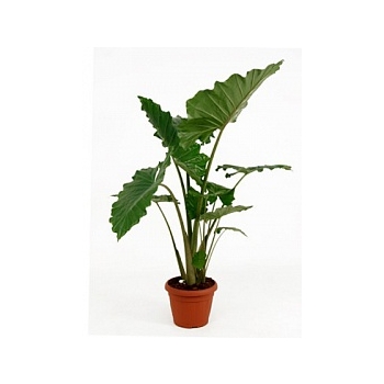 Алоказия  portadora tuft Диаметр горшка — 35 см Высота растения — 130 см