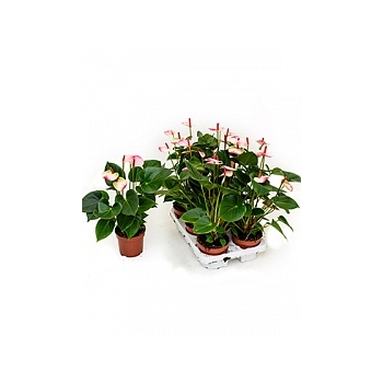 Антуриум amalia elegance white/pink Диаметр горшка — 12 см Высота растения — 45 см