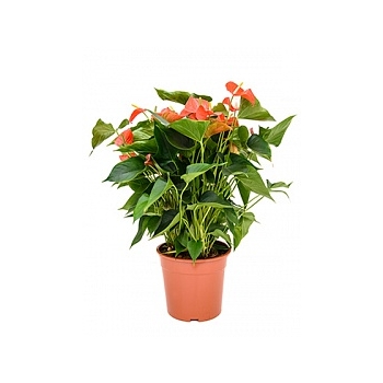 Антуриум matiz orange Диаметр горшка — 27 см Высота растения — 60 см