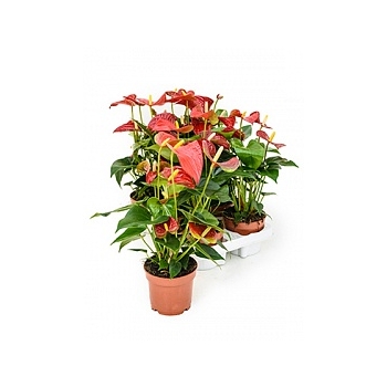 Антуриум sierra red Диаметр горшка — 12 см Высота растения — 40 см