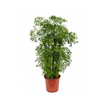 Аралия (Полисциас) ming branched Диаметр горшка — 24 см Высота растения — 80 см