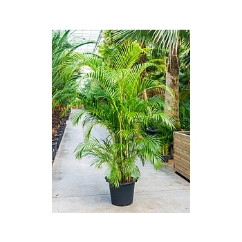 Areca (chrysalidoc.) lutescens ( bush Диаметр горшка — 50 см Высота растения — 275 см