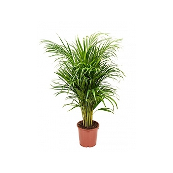 Areca (chrysalidoc.) lutescens bush Диаметр горшка — 21 см Высота растения — 115 см