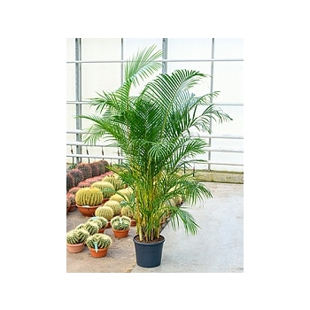 Areca (chrysalidoc.) lutescens tuft Диаметр горшка — 35 см Высота растения — 170 см