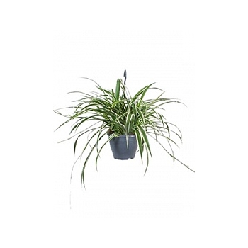 Хлорофитум reversed variegatum hanger Диаметр горшка — 19 см Высота растения — 60 см