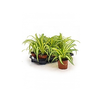 Хлорофитум variegatum hanger Диаметр горшка — 12 см Высота растения — 30 см