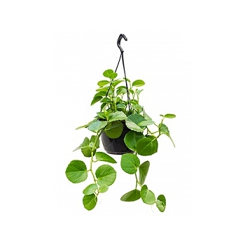 Циссус rotundifolia hanger Диаметр горшка — 20 см Высота растения — 35 см