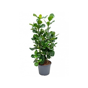 Клузия rosea tuft Диаметр горшка — 35 см Высота растения — 120 см