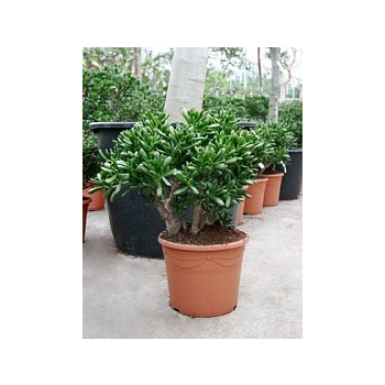 Крассула gollum bush Диаметр горшка — 35 см Высота растения — 70 см