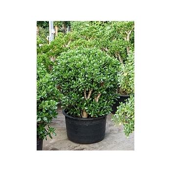 Крассула ovata bush Диаметр горшка — 64 см Высота растения — 120 см