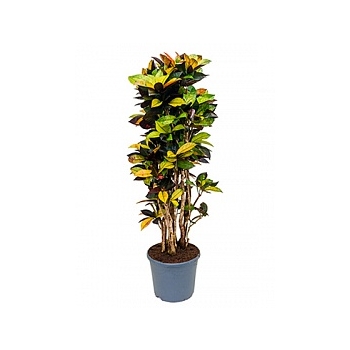 Кротон (кодиеум) iceton branched Диаметр горшка — 35 см Высота растения — 170 см