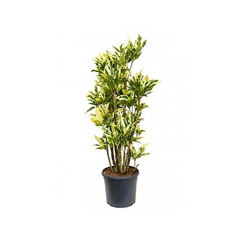 Кротон (кодиеум) tamara branched Диаметр горшка — 31 см Высота растения — 130 см