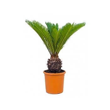 Цикас revoluta stem (10) Диаметр горшка — 24 см Высота растения — 80 см