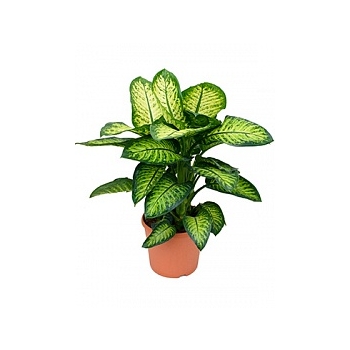 Диффенбахия lemon tropic Диаметр горшка — 35 см Высота растения — 100 см
