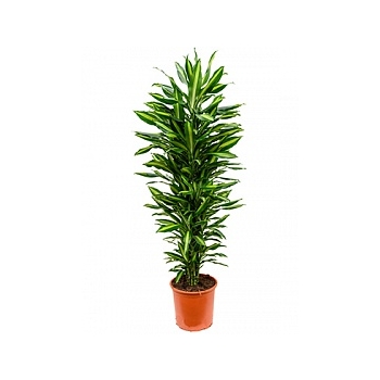 Драцена cintho branched-multi Диаметр горшка — 32 см Высота растения — 150 см