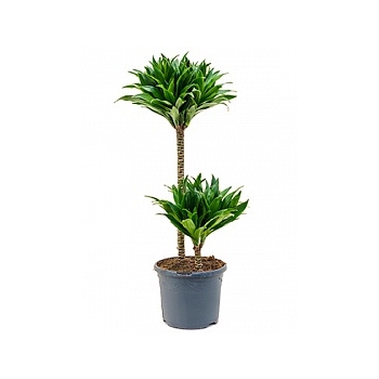 Драцена compacta 45-15 Диаметр горшка — 19 см Высота растения — 80 см