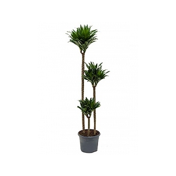 Драцена compacta 90-60-30 Диаметр горшка — 26 см Высота растения — 120 см