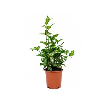 Драцена godsefiana bush Диаметр горшка — 24 см Высота растения — 50 см