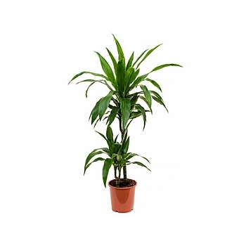 Драцена janet craig 45-15 Диаметр горшка — 19 см Высота растения — 90 см