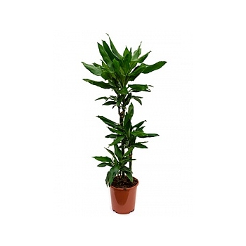 Драцена janet lind 60-30-15 Диаметр горшка — 21 см Высота растения — 100 см