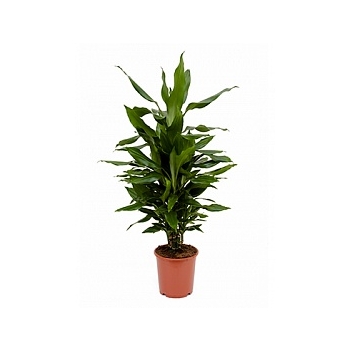 Драцена janet lind branched-multi Диаметр горшка — 21 см Высота растения — 80 см