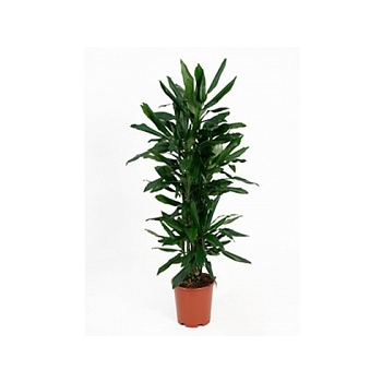 Драцена janet lind branched-multi Диаметр горшка — 24 см Высота растения — 90 см