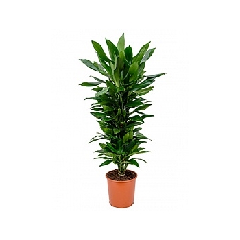 Драцена janet lind branched-multi Диаметр горшка — 27 см Высота растения — 110 см