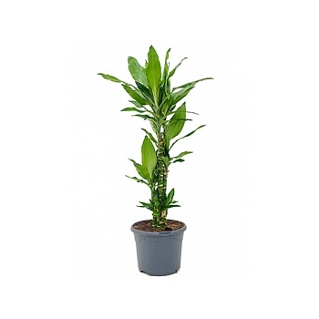 Драцена janet lind carrousel Диаметр горшка — 23 см Высота растения — 80 см