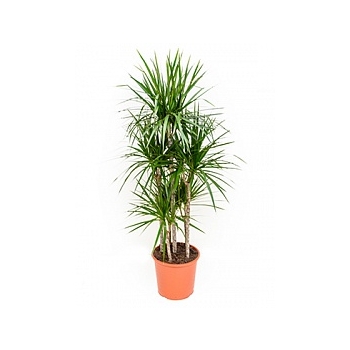 Драцена marginata carrousel (6pp) Диаметр горшка — 32 см Высота растения — 150 см