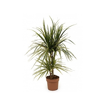 Драцена marginata sunray 30-15 Диаметр горшка — 17 см Высота растения — 65 см