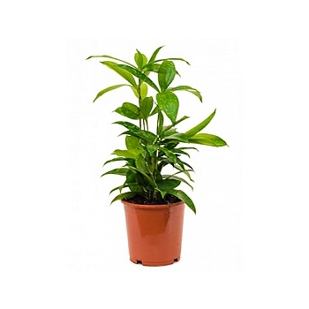 Драцена surculosa bush Диаметр горшка — 15 см Высота растения — 40 см