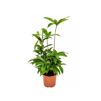 Драцена surculosa bush Диаметр горшка — 17 см Высота растения — 60 см