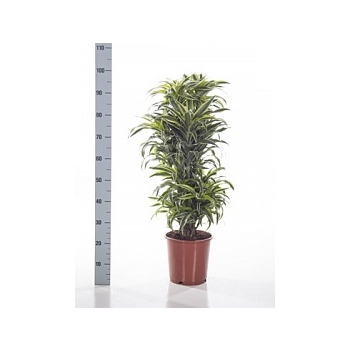 Драцена surprise branched-multi Диаметр горшка — 24 см Высота растения — 80 см