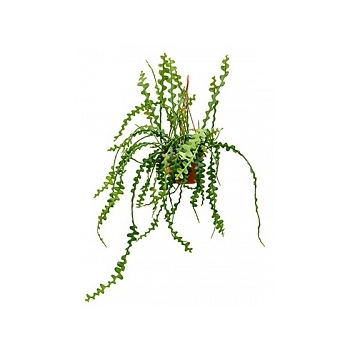 Эпифиллум anguliger hanging plant Диаметр горшка — 20 см Высота растения — 40 см