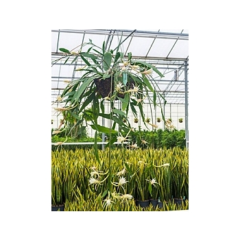 Эпифиллум phyllanthus hanging basket Диаметр горшка — 35 см Высота растения — 75 см