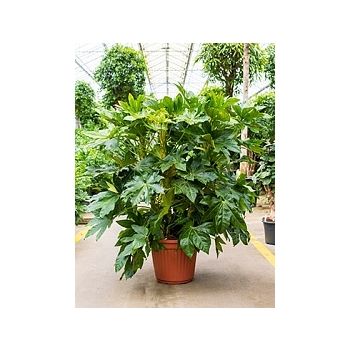 Фатсия japonica tuft Диаметр горшка — 40 см Высота растения — 135 см