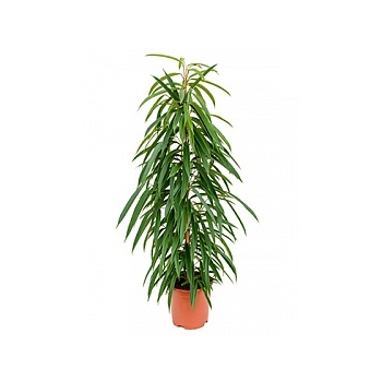 Фикус alii tuft Диаметр горшка — 21 см Высота растения — 100 см