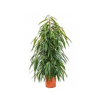 Фикус alii tuft Диаметр горшка — 27 см Высота растения — 135 см