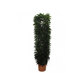 Фикус amstel king column Диаметр горшка — 48 см Высота растения — 250 см