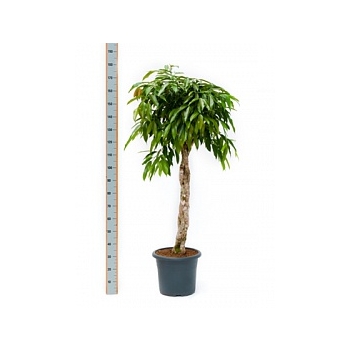 Фикус amstel king stem braided Диаметр горшка — 40 см Высота растения — 160 см