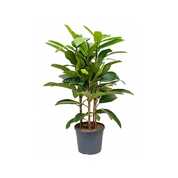 Фикус benghalensis roy tuft Диаметр горшка — 35 см Высота растения — 120 см