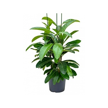 Фикус benghalensis roy tuft Диаметр горшка — 35 см Высота растения — 150 см