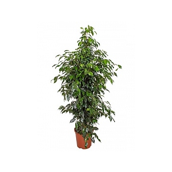 Фикус danielle tuft Диаметр горшка — 27 см Высота растения — 140 см