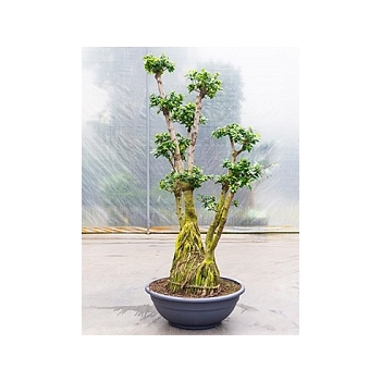 Фикус microcarpa compacta bonsai branched Диаметр горшка — 80 см Высота растения — 230 см