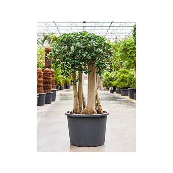 Фикус pa bonsai Диаметр горшка — 65 см Высота растения — 160 см