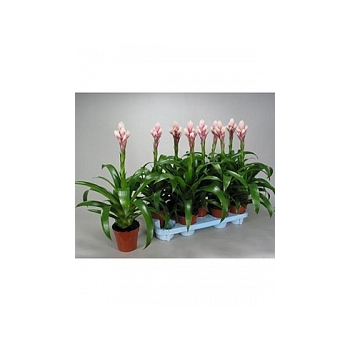 Гузмания cy pink white Диаметр горшка — 13 см Высота растения — 55 см