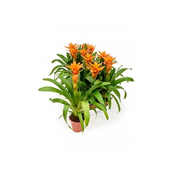 Гузмания vista orange Диаметр горшка — 13 см Высота растения — 55 см