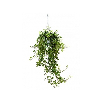 Плющ helix pittsburgh hanger groen Диаметр горшка — 17 см Высота растения — 70 см